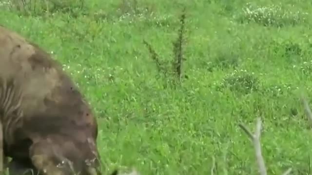 Watch this lion die after a struggle with three other lions