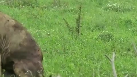 Watch this lion die after a struggle with three other lions