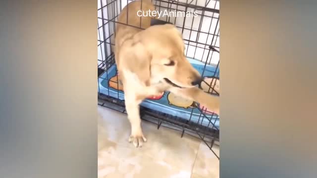 noughty dog shocked see small dog cake