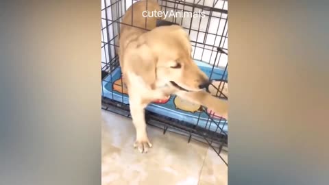 noughty dog shocked see small dog cake