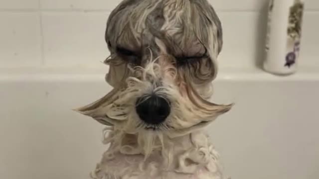 Funny Dogs 2022 #shorts