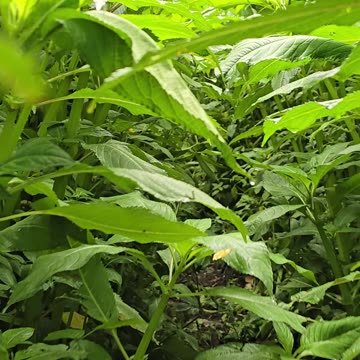 Walking through high bushes to get to a river / walk by the river / rainy day.