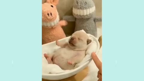 OMG so cute Dog sleeping Awesome 🤩😍😍