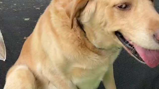 He Shakes Everywhere ❤️😂