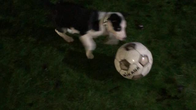 Border Collie Puppy Playing Football