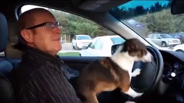 Can't stop laughing animals 🐈😺 Cute #17💋🥺