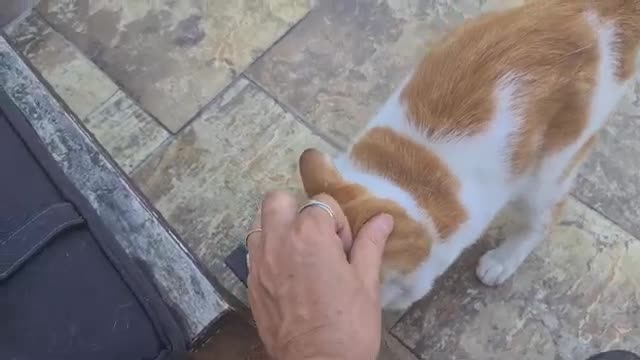 There are cats and dogs, funny, funny, laugh, relax, pets, relax