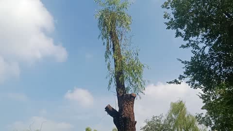 The top of this tree was cut off by someone else