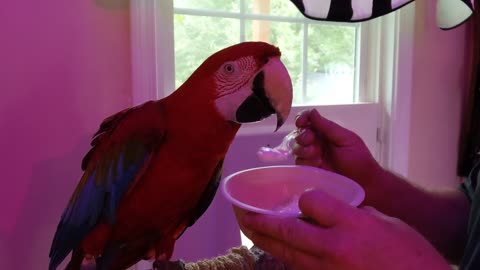 Macaw Eats Ice Cream