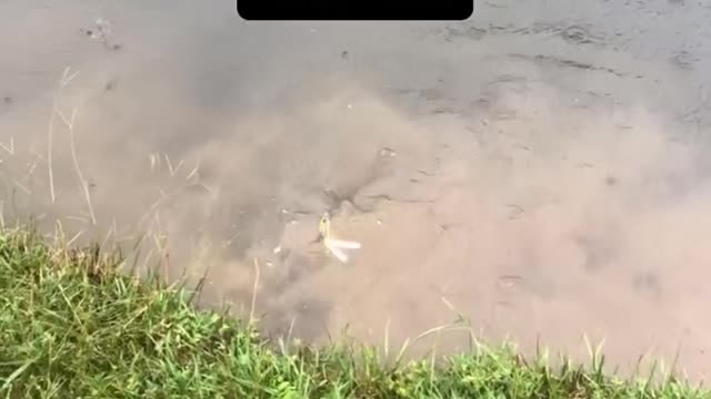 Snapping turtle caught accidentally