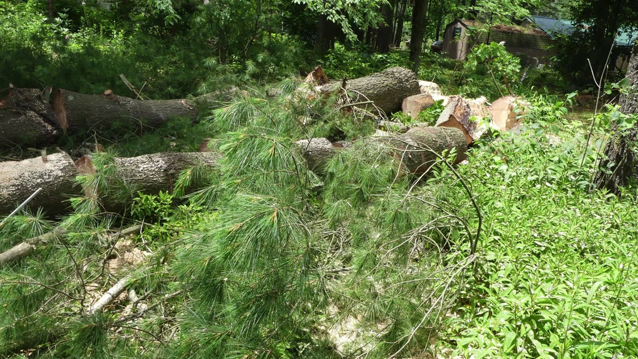 Tree Down - June 24, 2024