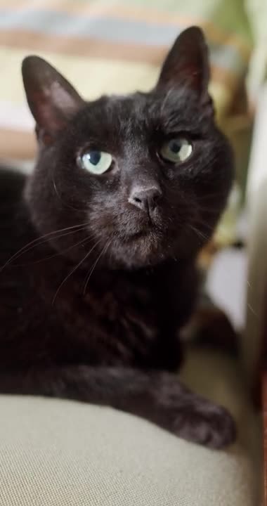 Cat demands breakfast