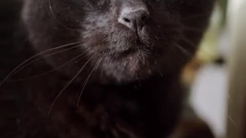 Cat demands breakfast
