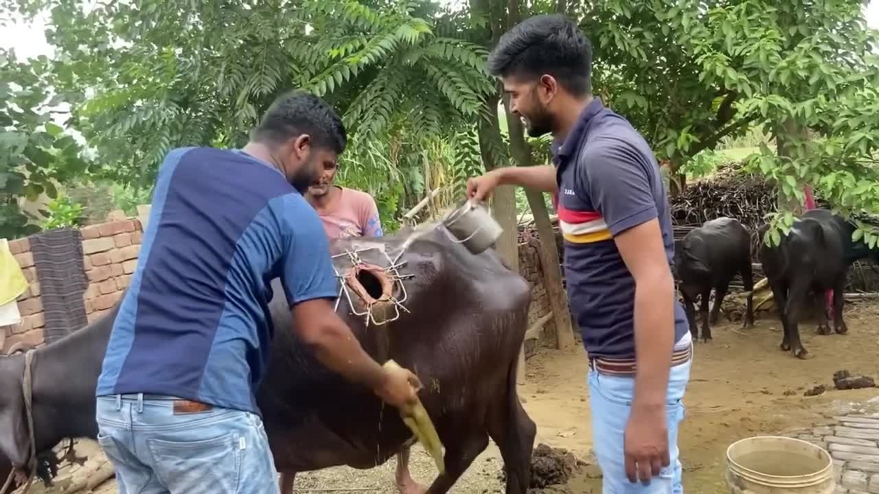 Impaction of rumen l gobar ka band l Bloat l Tympany l dr umar khan
