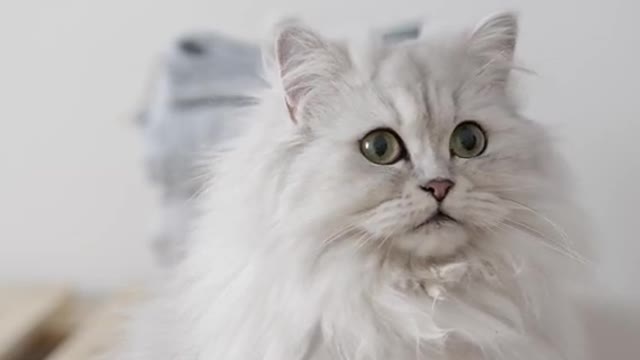 funny cat videos of 2022.