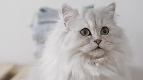 funny cat videos of 2022.