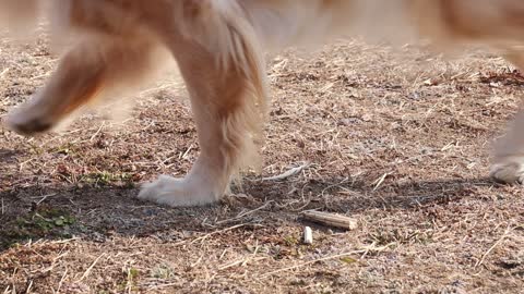 Retriever spits out while eating a Snack