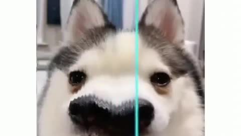 These filter even makes dos cuter :D | Instagram trending filter 2021