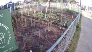 Urban Garden in Minneapolis, MN