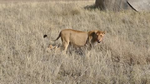 6 baby lion cubs are the cute