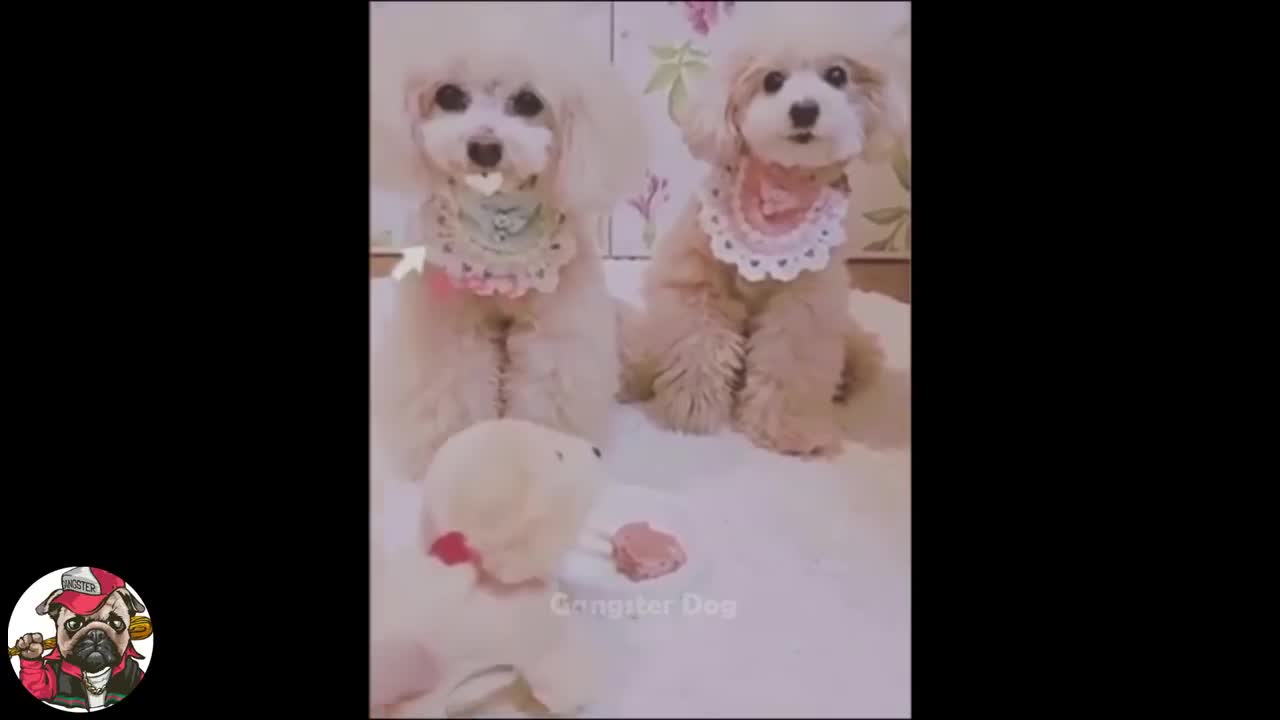 Cute animals funny video's