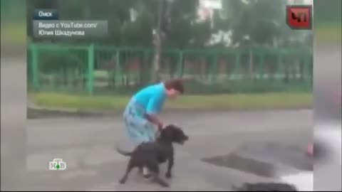 жесть Собака породы питбуль разорвала дворняжку Неравный бой! Питбуль 2015