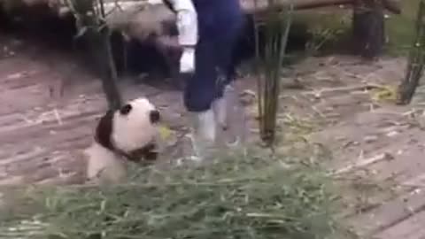 Cute 🐼