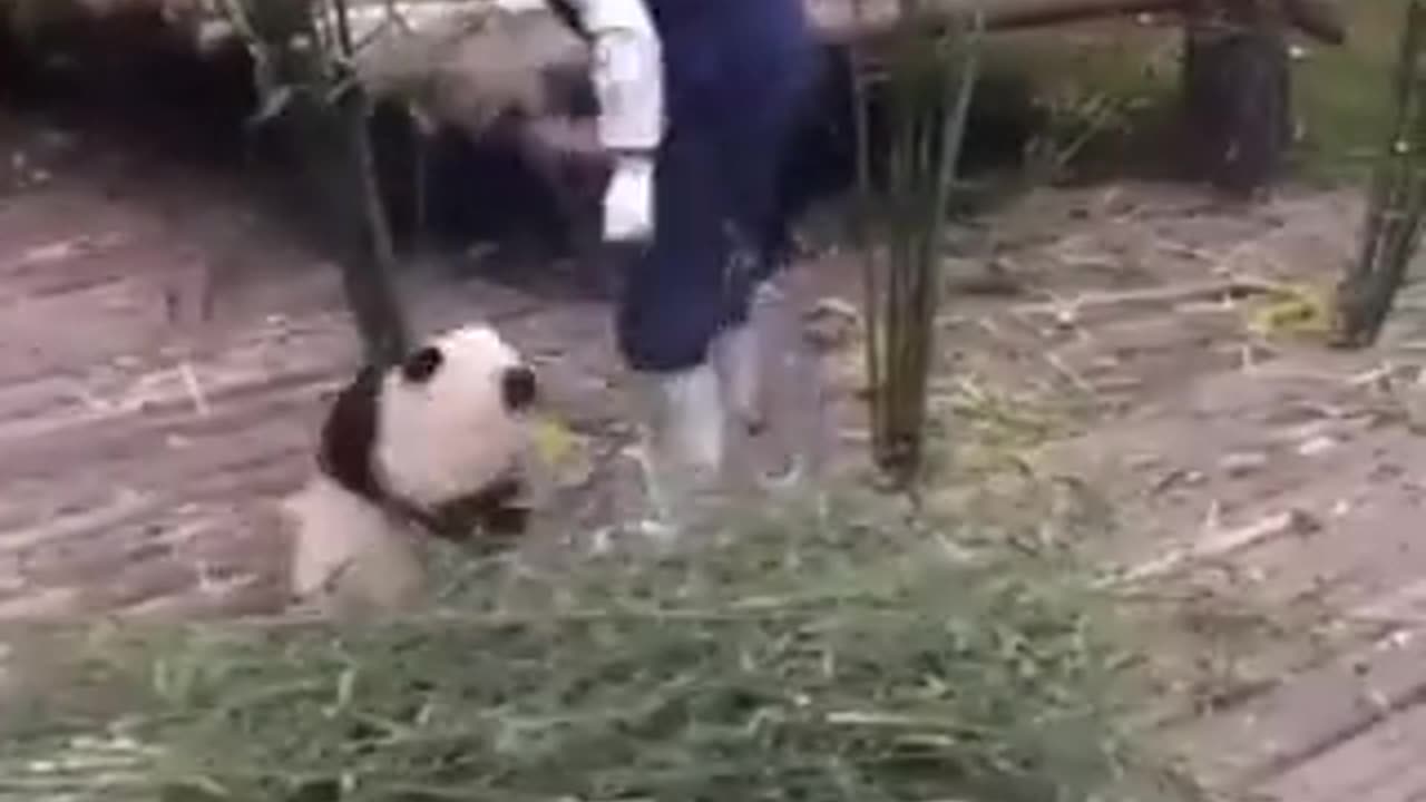 Cute 🐼