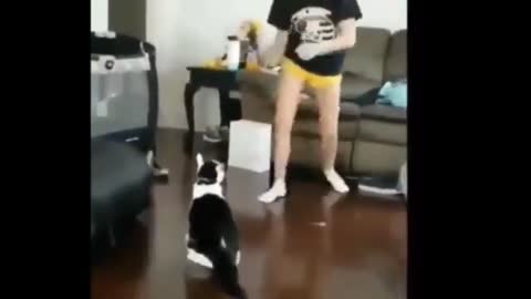 Cat vs Girl Street Fighter Cat Hilarious