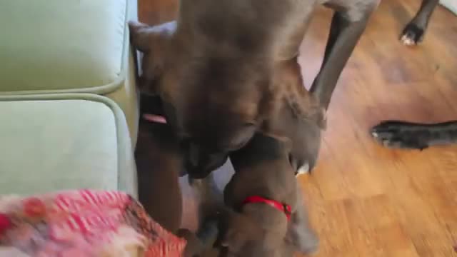 4 Week old Great Dane Pups playing Red White & Blue Album