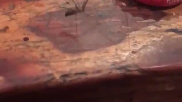 Saw a spider dance dicided to take a video