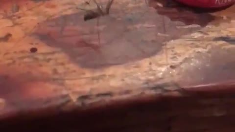 Saw a spider dance dicided to take a video