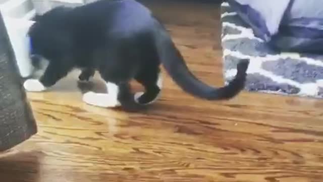Cat head tissue box