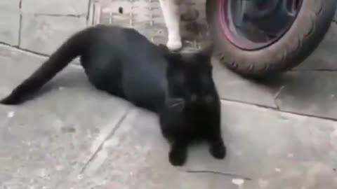 This cat caught her man cheating , Animals can everything :)