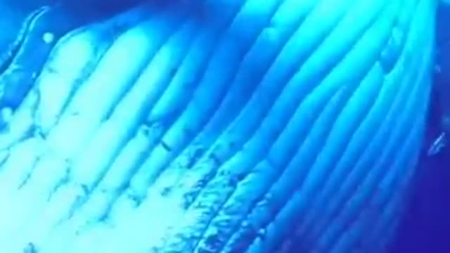 A closer look at the eyes and skin of the humpback shark is amazing