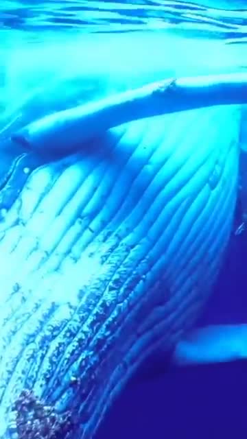 A closer look at the eyes and skin of the humpback shark is amazing