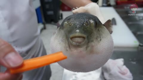 Puffer fish chokes on a carrot