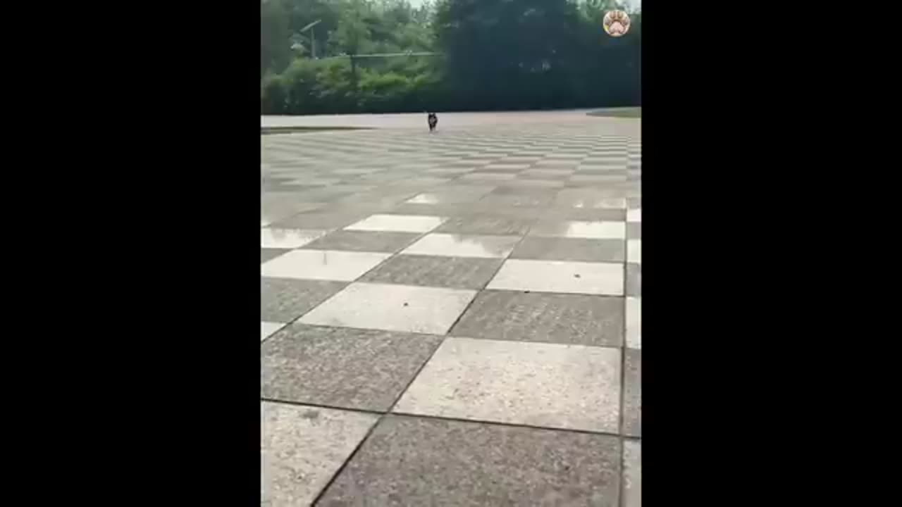 New Funny Animals π Funniest Cats and Dogs Videos πΊπΆ
