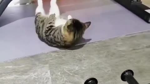 Funny Cat working out at gym