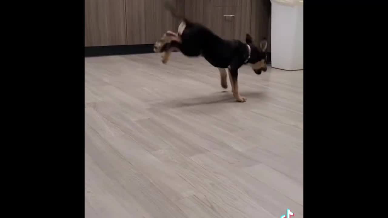 Dogs Dancing