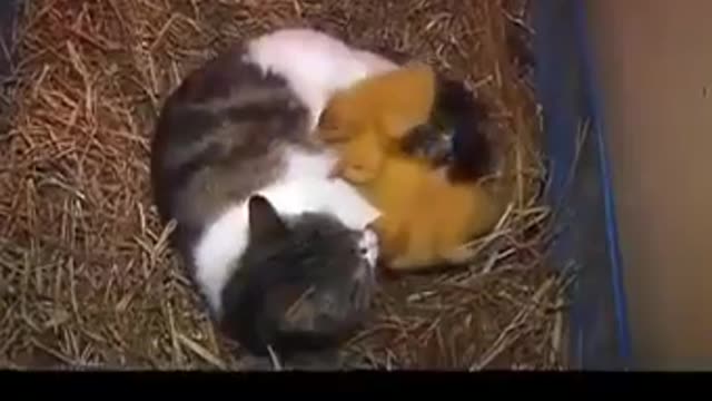 Cute Baby Cat Videos || Baby Cats - Cute and Funny Cat Videos Compilation || Funny Animal Videos