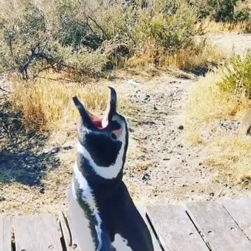 Have you ever heard a penguin sing before?