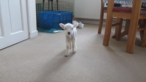 Cute lamb (Animal lover)