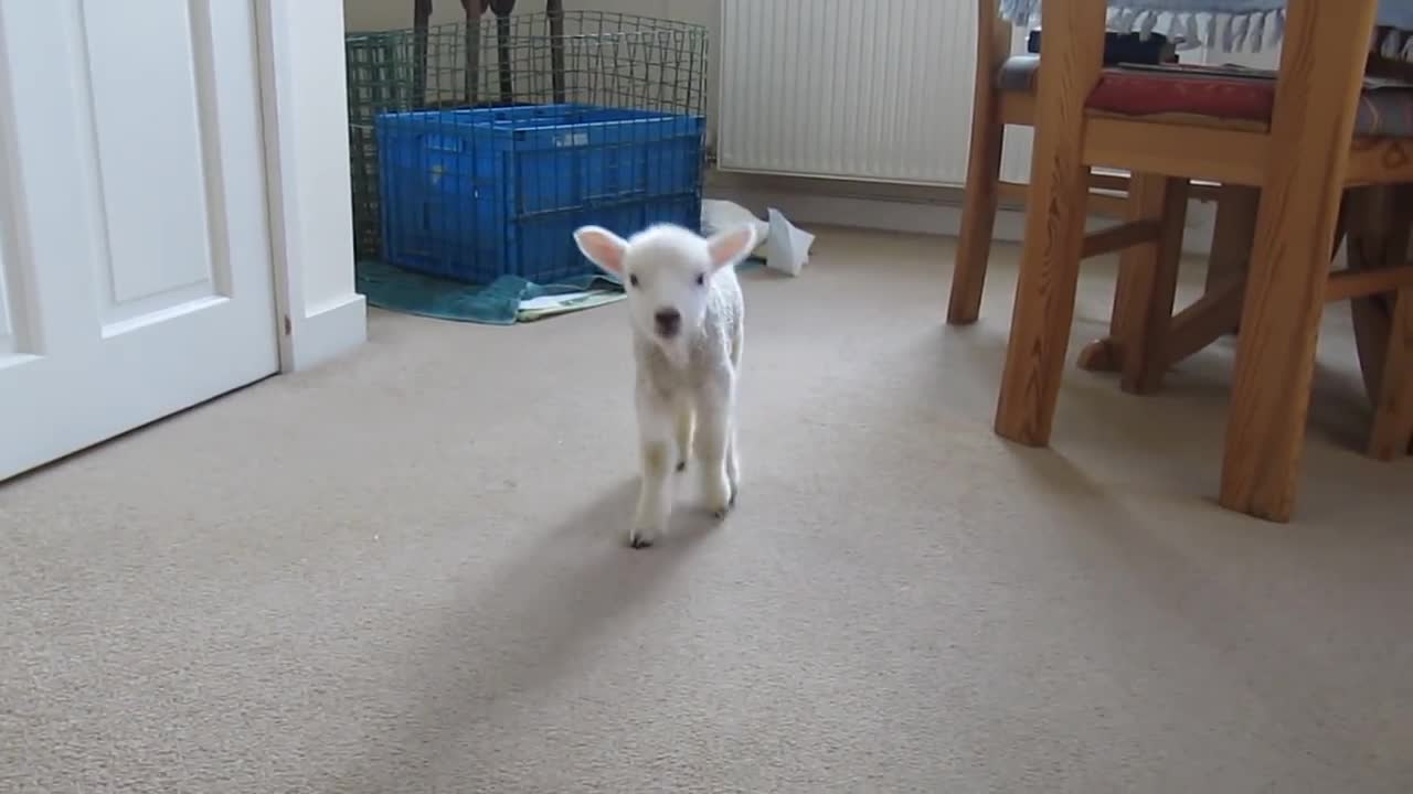 Cute lamb (Animal lover)