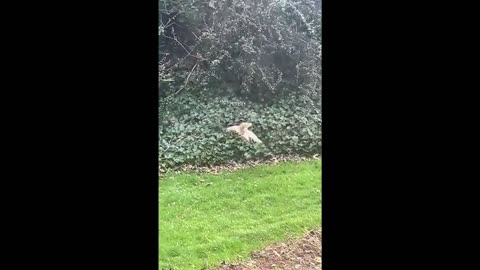 Super Hunter