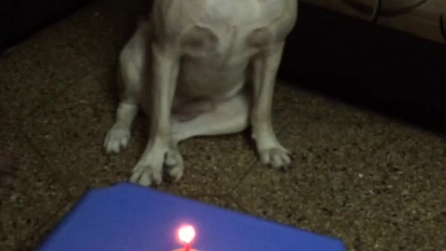 Singing happy birthday to dog with red cupcake and candle