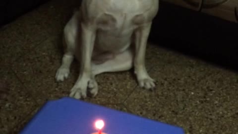 Singing happy birthday to dog with red cupcake and candle