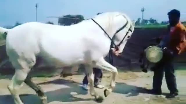 Watch this cute white horse dancing to African song