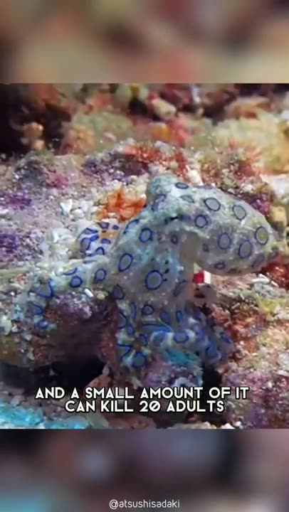 Blue-Ringed Octopus 🐙 One Of The Most Dangerous Ocean Creatures #shorts #octopus