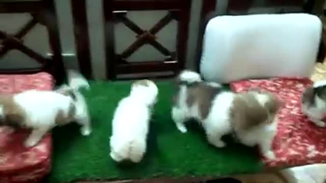 Crazy and Funny - My Puppies